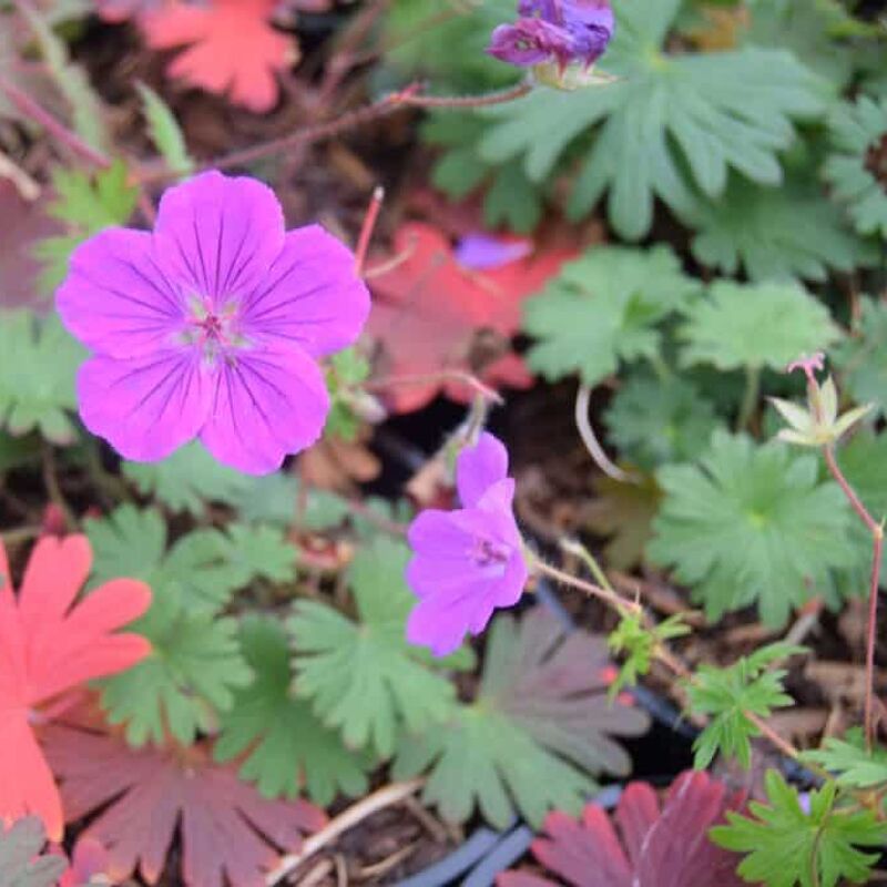 Geranium sanguineum 'Tiny Monster' ---